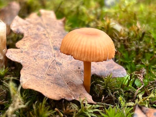 Omphalina