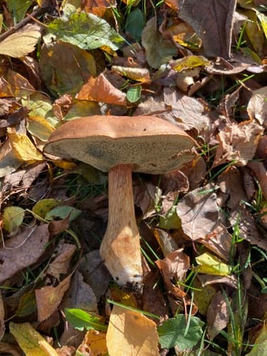 Podgrzybek brunatny