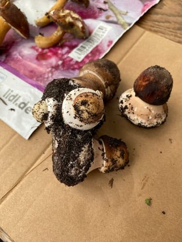 Chlorophyllum