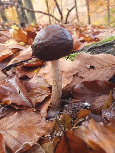 Pluteus exilis