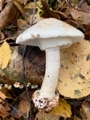 Muchomor cytrynowy
