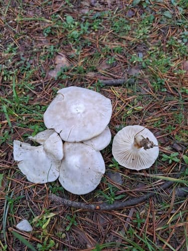 Kępkowiec białawy