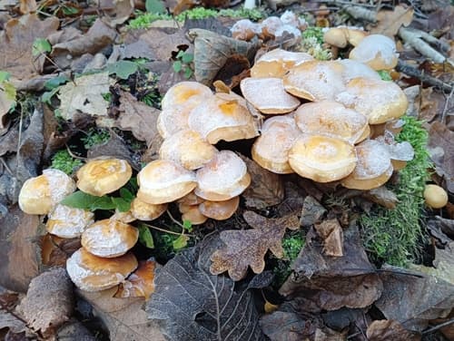 Kuehneromyces