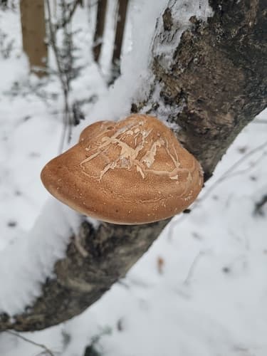 Białoporek brzozowy