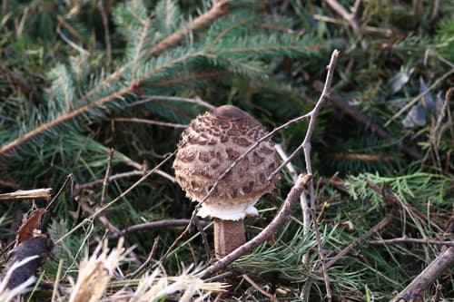 Czubajka