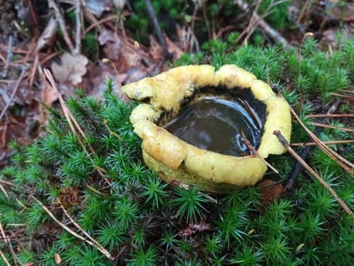 Tęgoskór