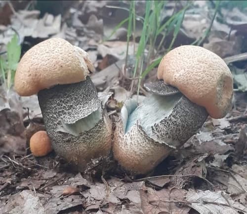 koźlarz pomarańczowożółty