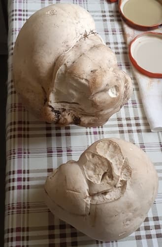 Czasznica olbrzymia