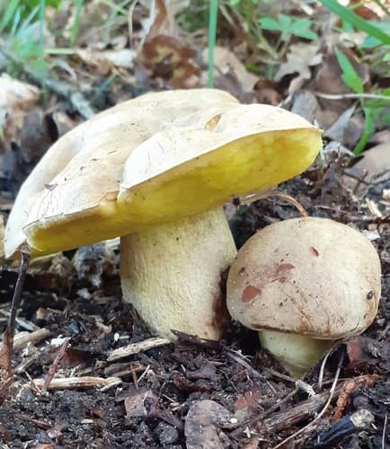 Płowiec jodoformowy