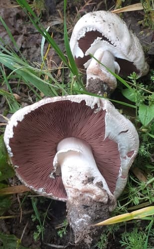 Pieczarka biaława