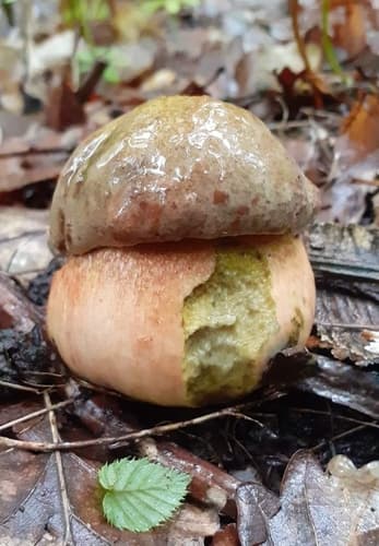 Modroborowik ponury