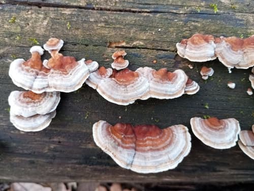 Wrośniak strefowany