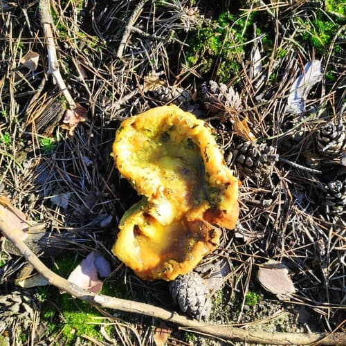 Tęgoskór cytrynowy