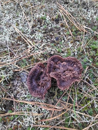 Chropiatka pospolita