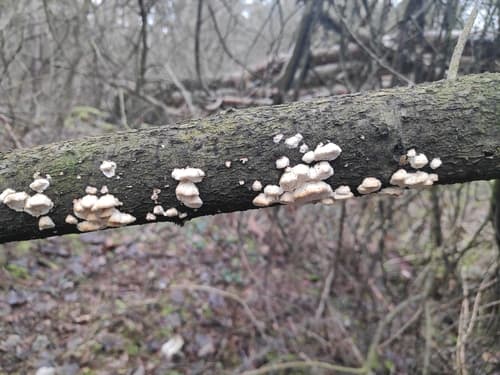 zęboporek gruboząb