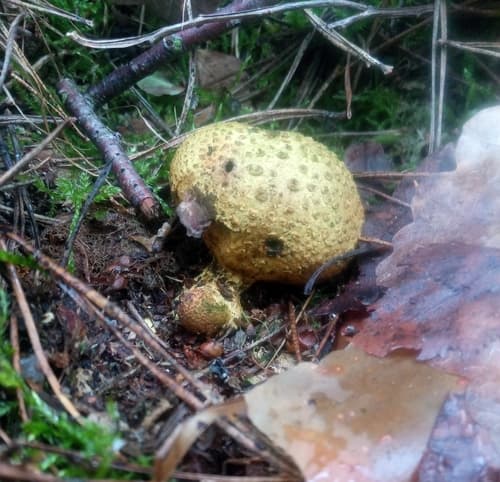 Tęgoskór cytrynowy