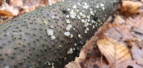 Auriculariales