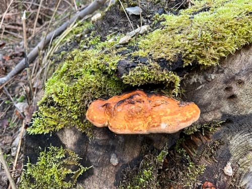 Gęstoporek cynobrowy