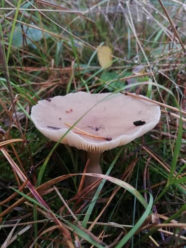 Gołąbek brzozowy