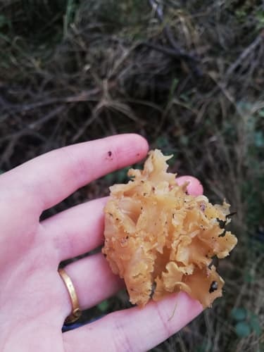 Siedzuń