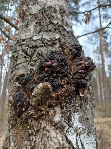 Błyskoporek podkorowy