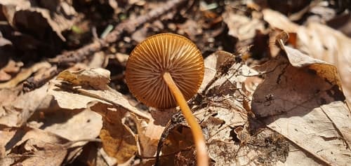 Strobilurus