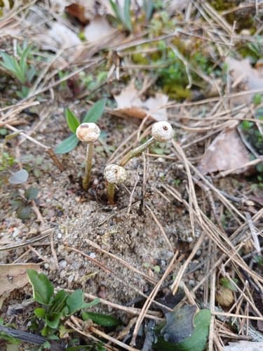 Tulostoma