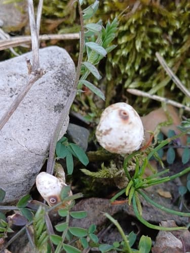 Tulostoma
