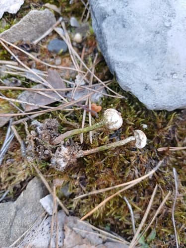 Tulostoma