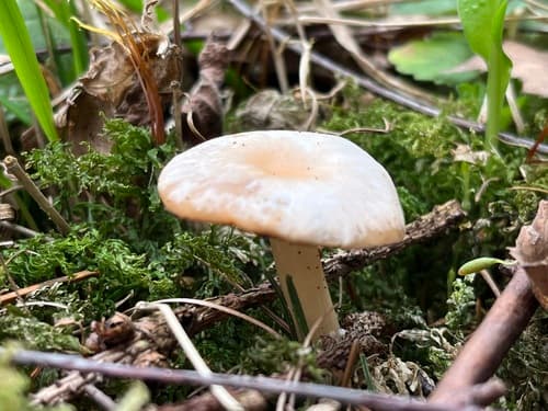 Kopułka łąkowa