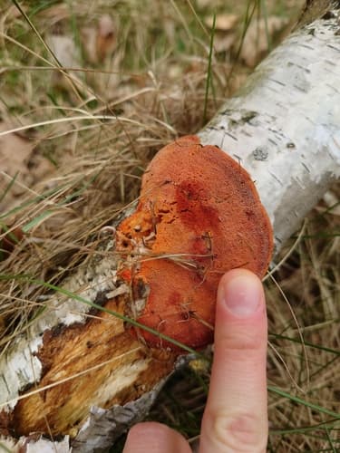 Gęstoporek cynobrowy