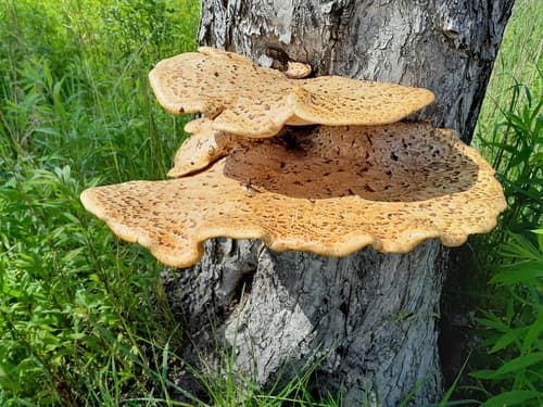 Żagiew Łuskowata