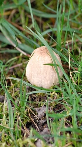 Czernidłak Błyszczący