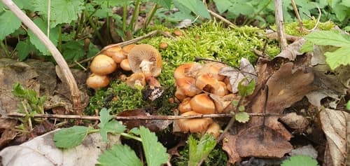 Łuskwiak zmienny
