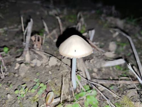 Kruchaweczkowate