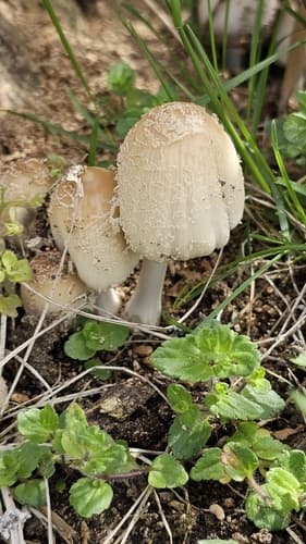 Czernidłak podwórzowy