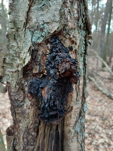 Błyskoporek podkorowy