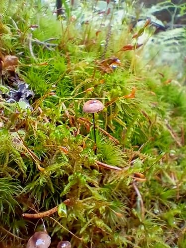 Marasmiineae