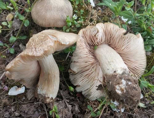 Entoloma