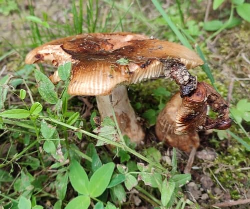 Gołąbek