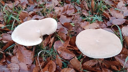 Lejkówka żółtobrązowa