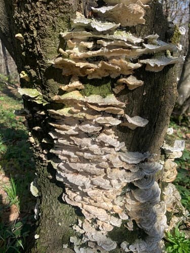 Wrośniak miękkowłosy