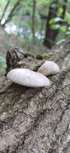 Pleurotus calyptratus