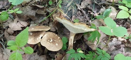 Polyporus lepideus