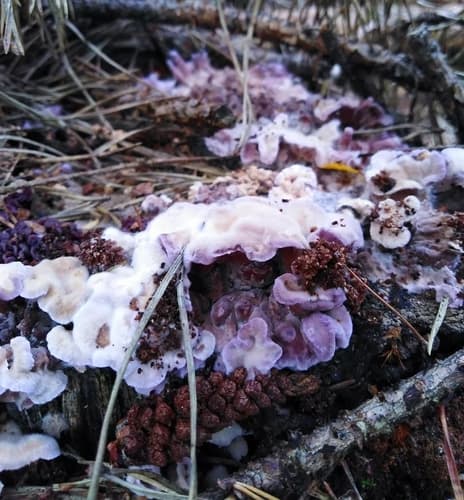 Chrząstkoskórnik purpurowy