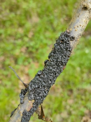 Kisielnica