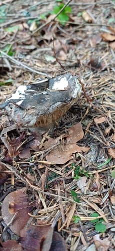 Hygrophorus marzuolus