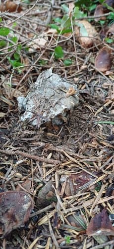 Hygrophorus marzuolus
