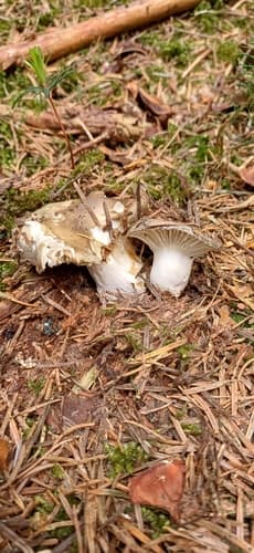 Hygrophorus marzuolus