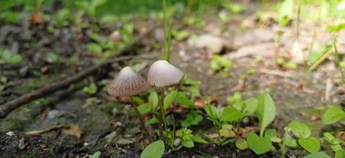 Kruchaweczka